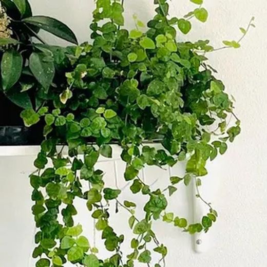 Pingente Ficus Pumila