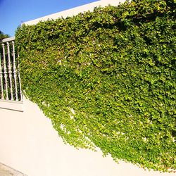 Ficus Pumila Repens