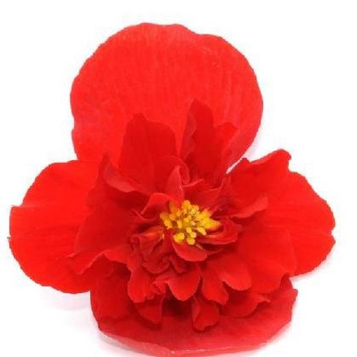 Flor Begonia Red sugar