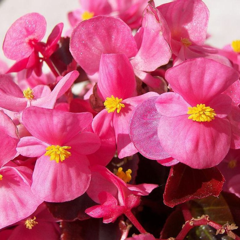 Flor Begonia Rosa — Flors Catalunya