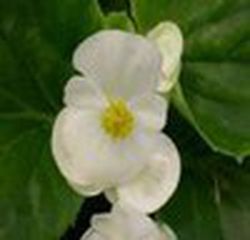 Flor de açúcar branco de begônia