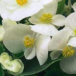 Flor de açúcar branco de begônia