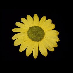 Fleur de marguerite