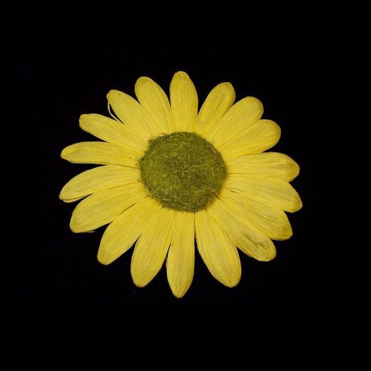 Fleur de marguerite