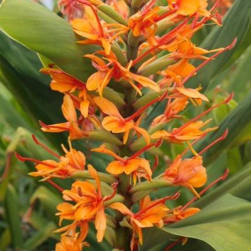 Flor De Agastache Damasco Flores Frescas Online