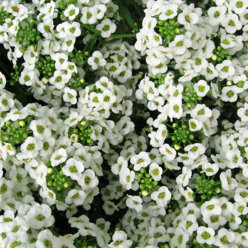 Flor de Alyssum — Flors Catalunya