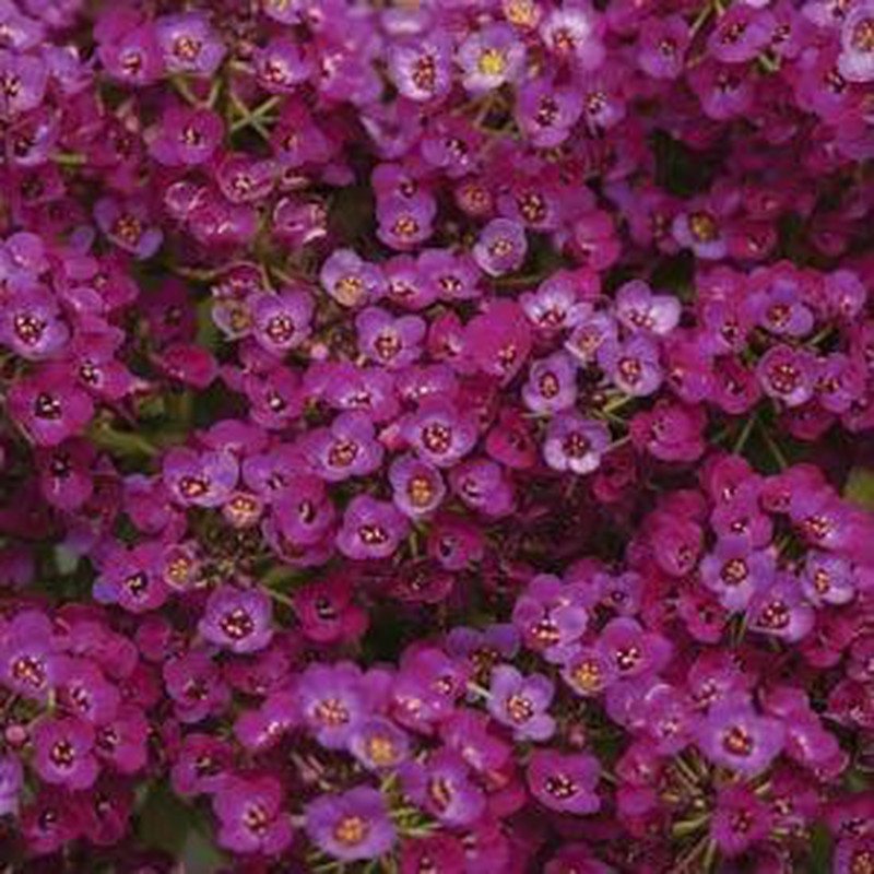 Flor de Alyssum — Floresfrescasonline