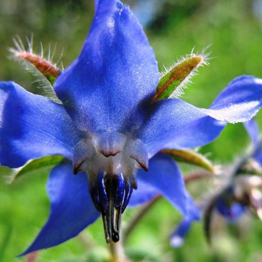 Flor de Borraja
