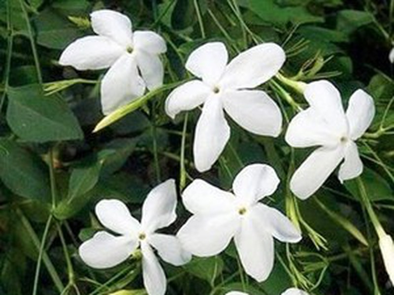 Flor de jasmim — Flores Frescas Online