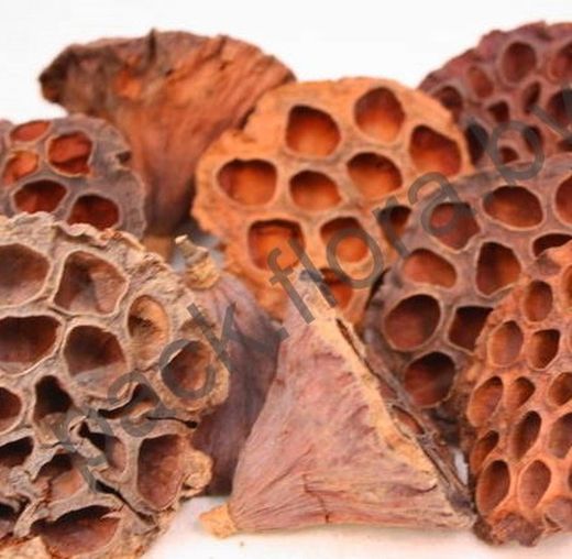 Flor de Loto Seca