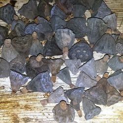 Flor de Loto Seca