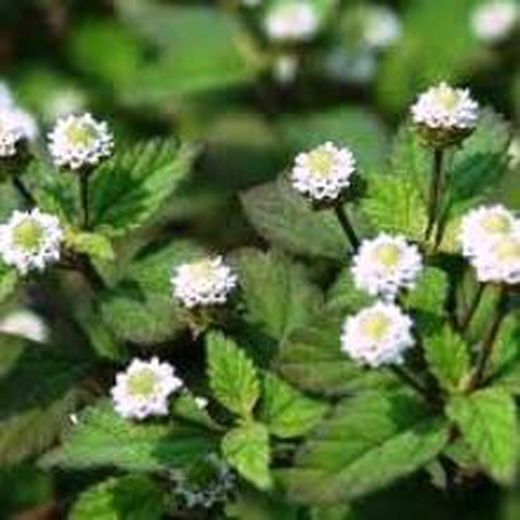 Flor de Regaliz Azteca