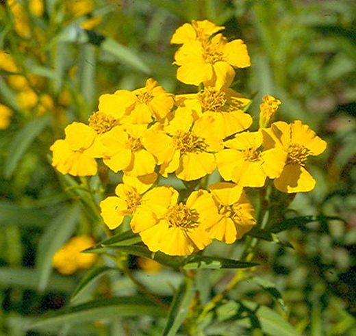 Flor de Tagetes Clavel Moruno
