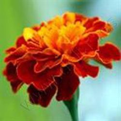 Flor de Tagetes Clavel Moruno