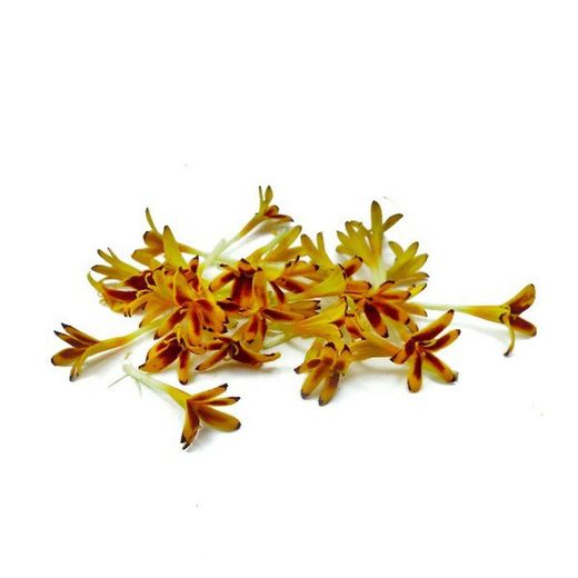 Flor de Tagetes Clavel Moruno