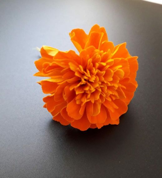Flor de Tagetes Clavel Moruno