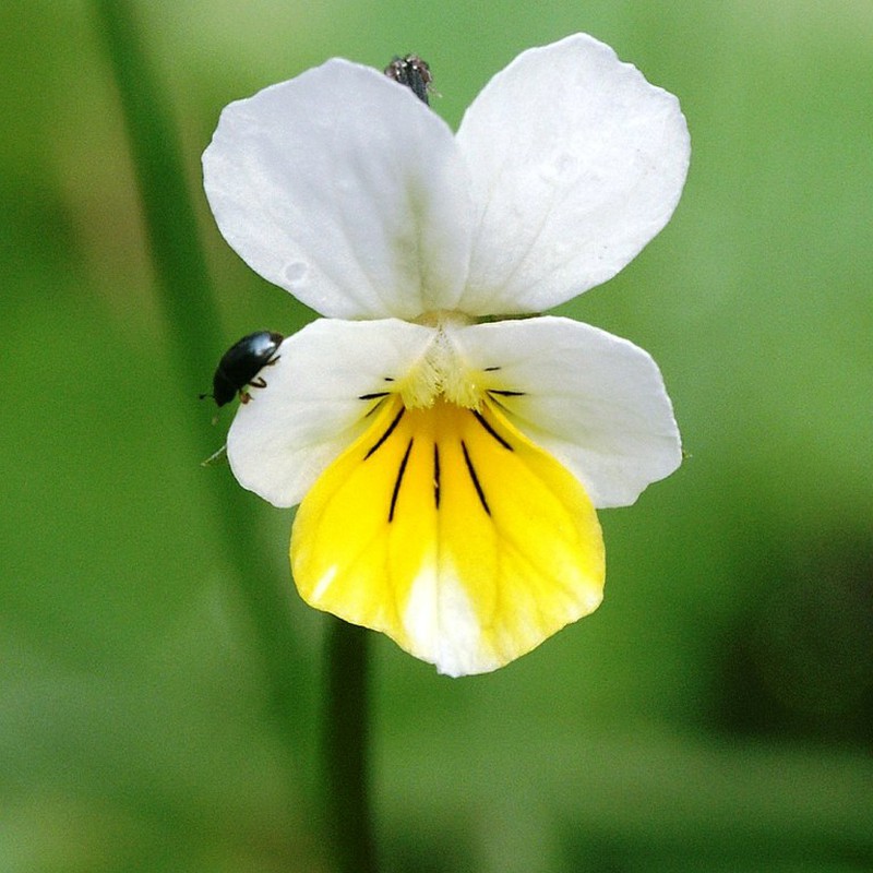 Flor de Violeta Blanca — Floresfrescasonline