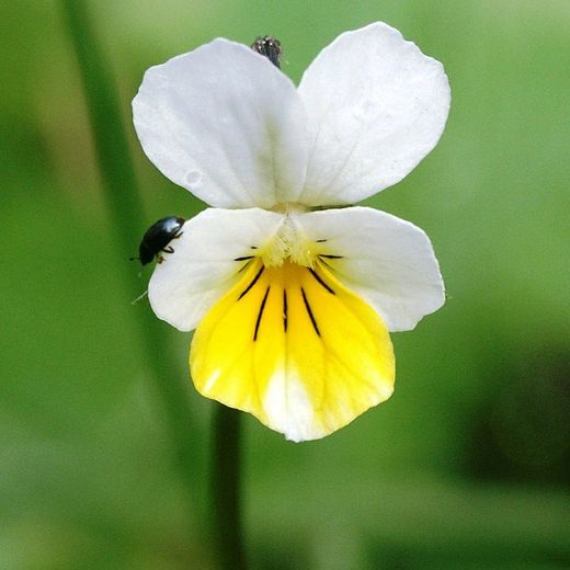 Flor de Violeta Blanca