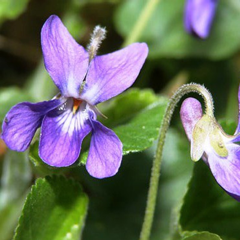 Flor de Violetas — Floresfrescasonline