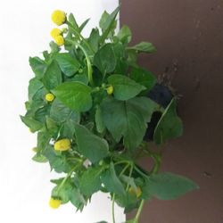 Planta de Sechuan Electric Flower