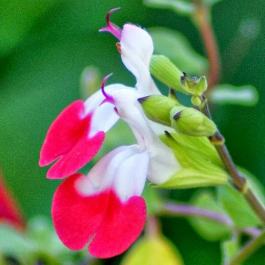 Flor de Salvia Casis