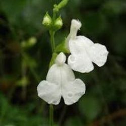 Flor de Salvia Casis