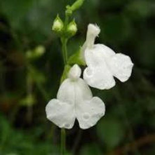 Flor de Salvia Casis