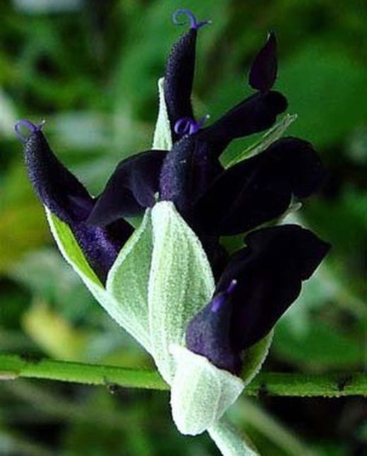 Flor Salvia Negra