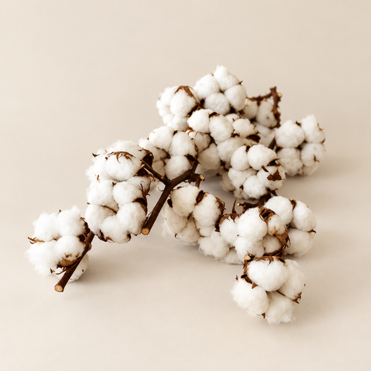 Fleurs de coton