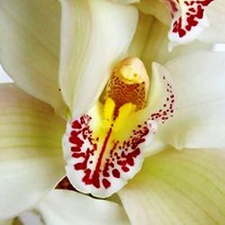 Flors de Orquideas Cymbidium
