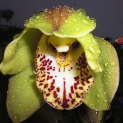 Flors de Orquideas Cymbidium