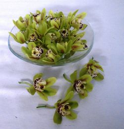 Flors de Orquideas Cymbidium Mini