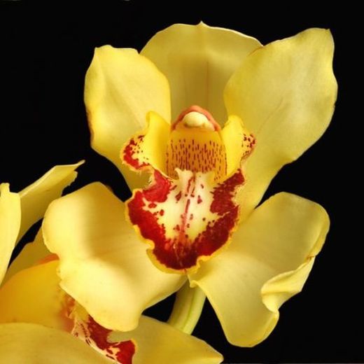 Flors de Orquideas Cymbidium Mini