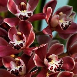 Flors de Orquideas Cymbidium Mini