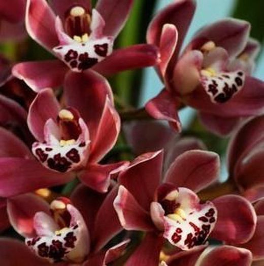 Flors de Orquideas Cymbidium Mini