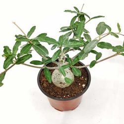 Fockea Edulis