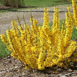 Forsythia