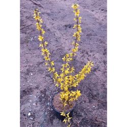 Forsythia