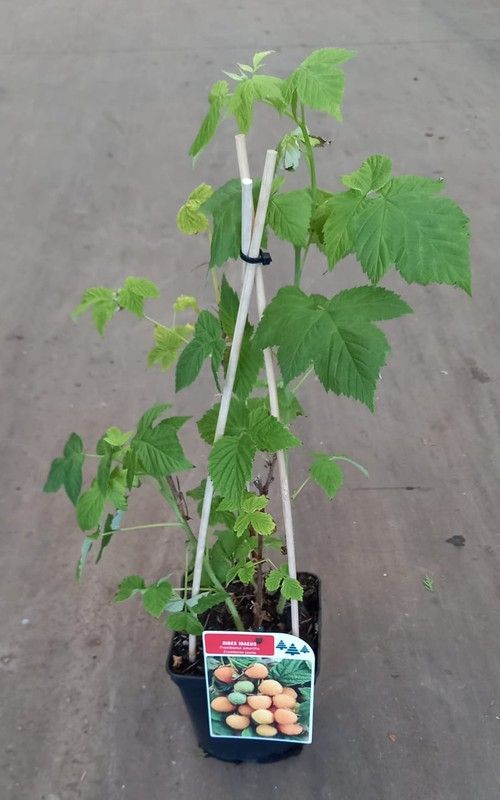 Frambuesa Blanca o Amarilla