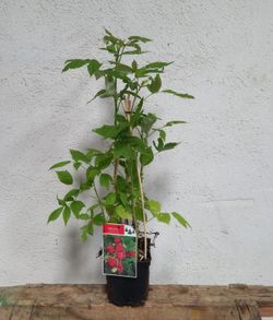 Frambuesas Rojas