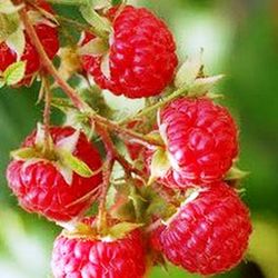 Frambuesas Rojas