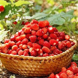 Fresas del Bosque Pack 4 uds.