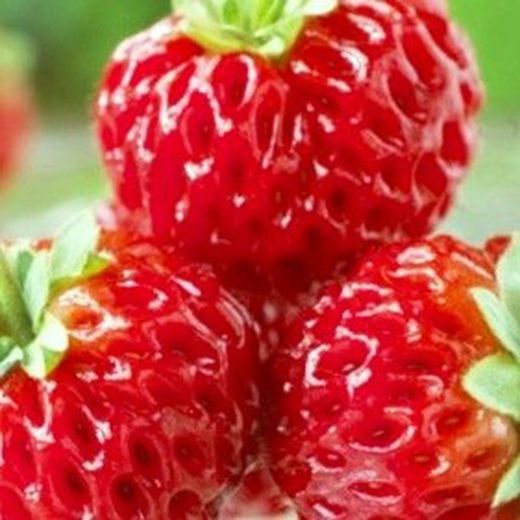 Fresas MPS