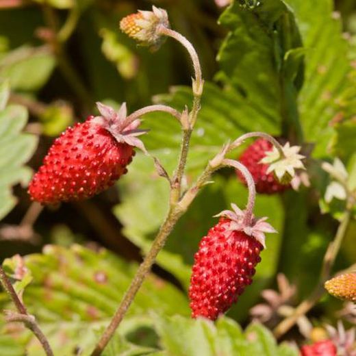 Fresas MPS