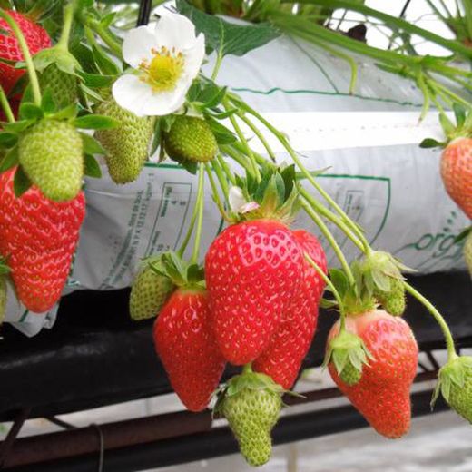 Fresas MPS