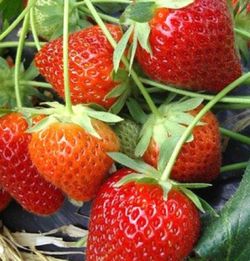 Fresas MPS