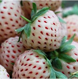 Fresas MPS