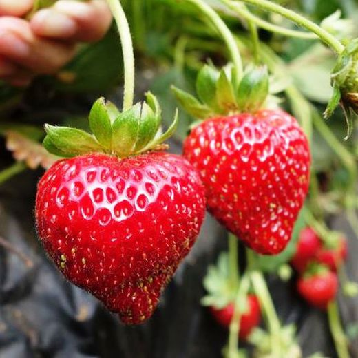 Fresas MPS
