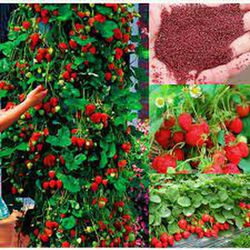 Fraises grimpantes Fragaria Climbing 5 pcs.