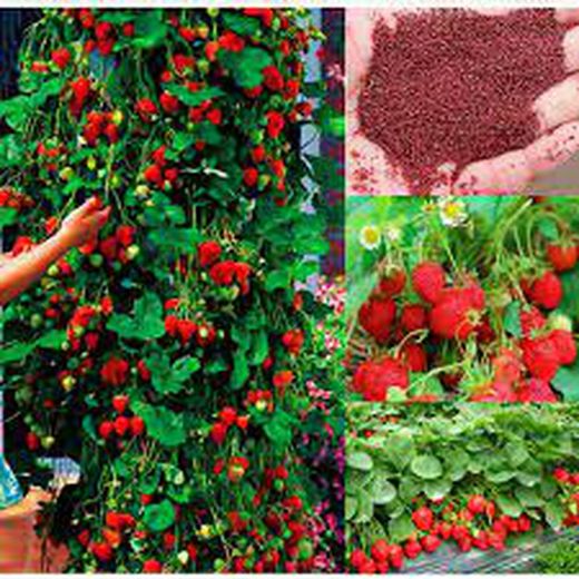 Fresas Trepadoras Fragaria Climbing 5 uds.
